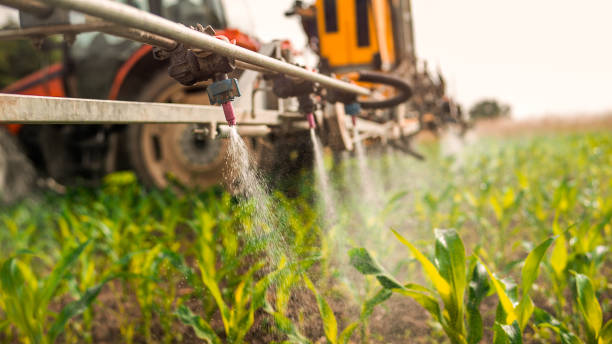 Best Ant Control Services  in Brooklyn, IA